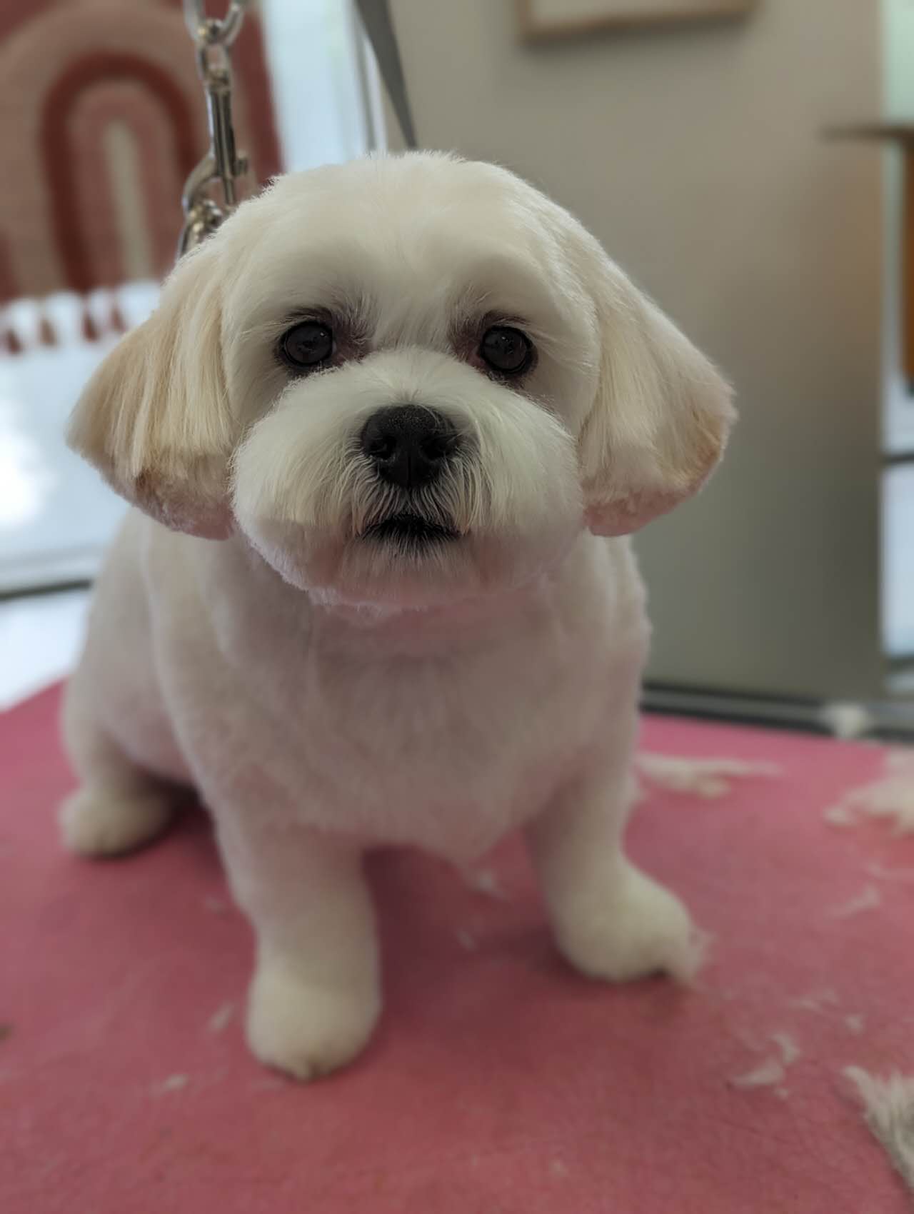 Favorite Grooming 👍 2,211 people recommend this business. 8035